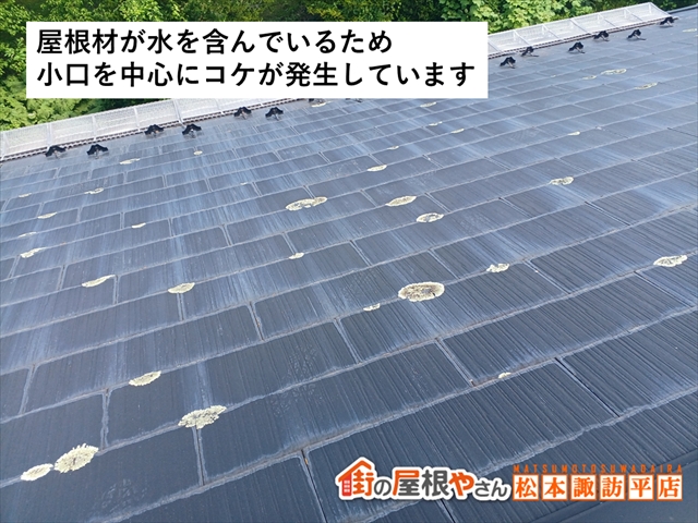 山形村屋根カバー工法　施工前コケの発生